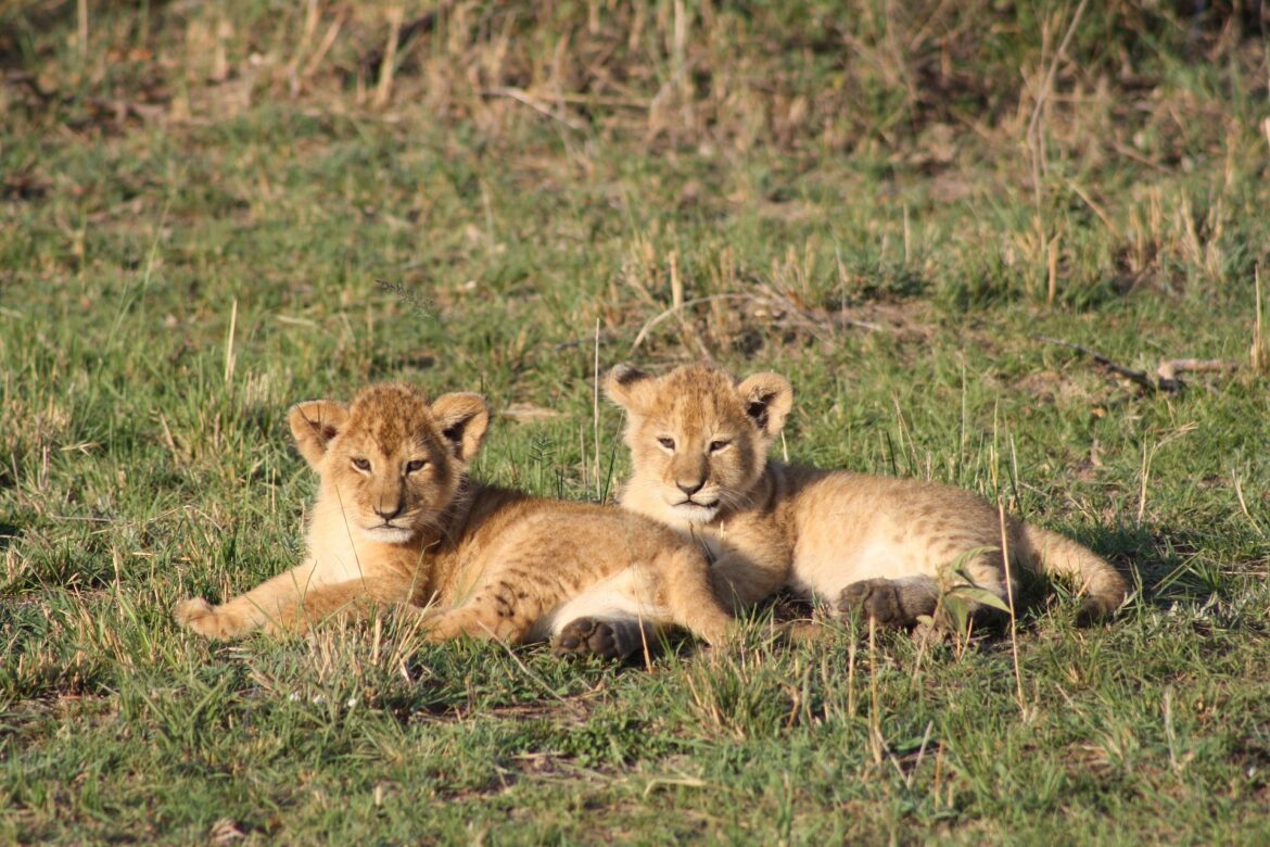 Masai Mara Budget Safaris for Kenyans